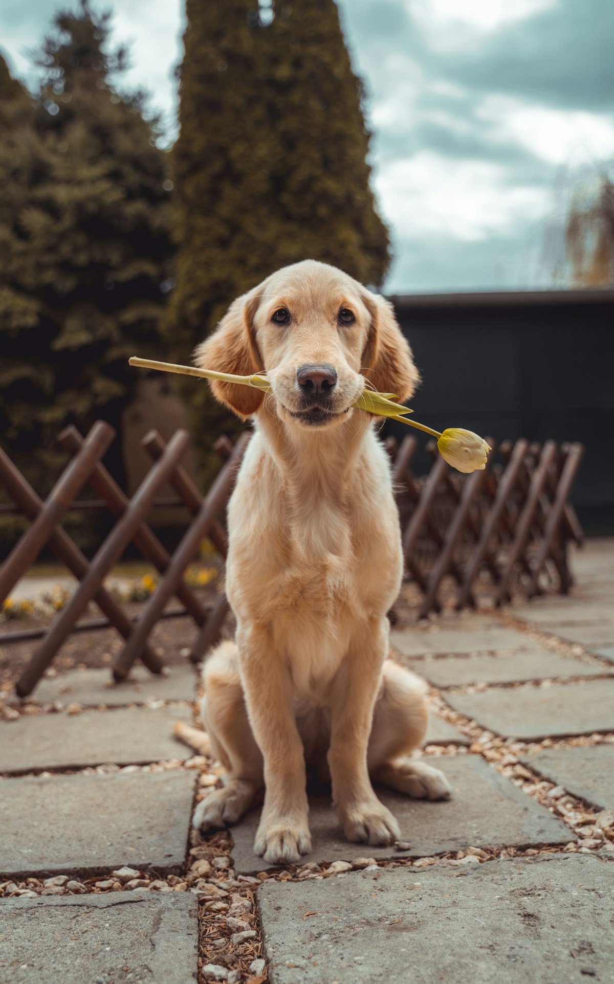 A golden retriever seated outdoors in natural light